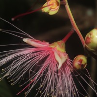 Barringtonia racemosa (L.) Spreng.